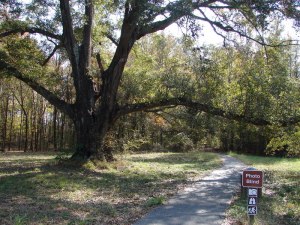 Black Bayou Lake Path Black Bayou Lake Path